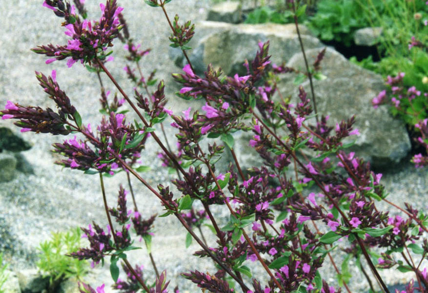 Origanum laevigatum en fleurs dans les garrigues sèches de Turquie